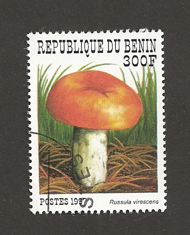 Russula virescens