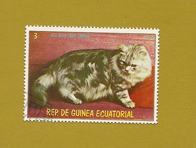 FELINOS - Gato Silver Tabby  de pelo largo