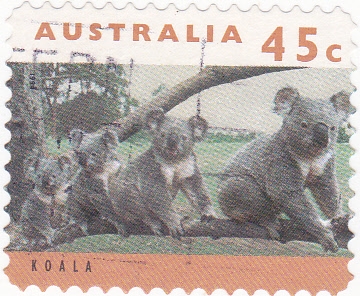 koalas