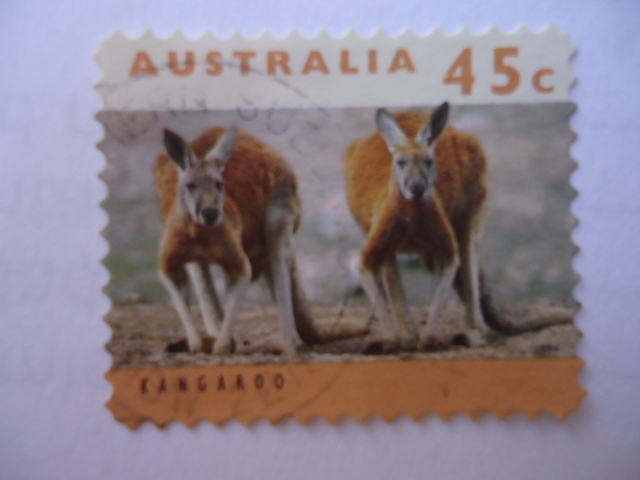 Kangaroo.