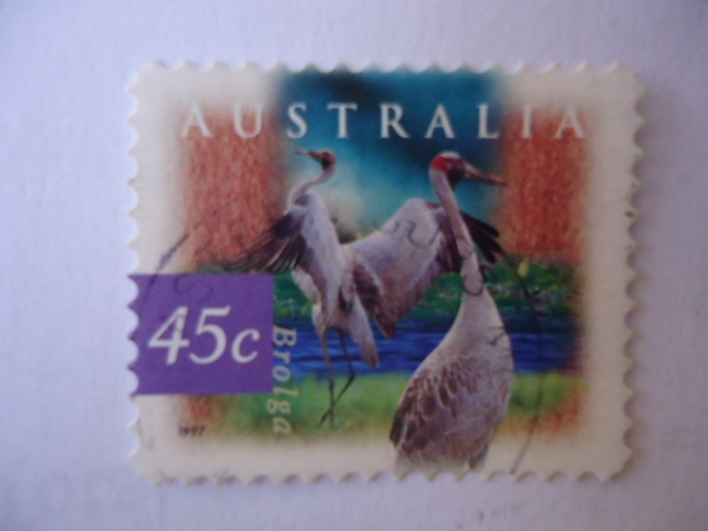 Brolga