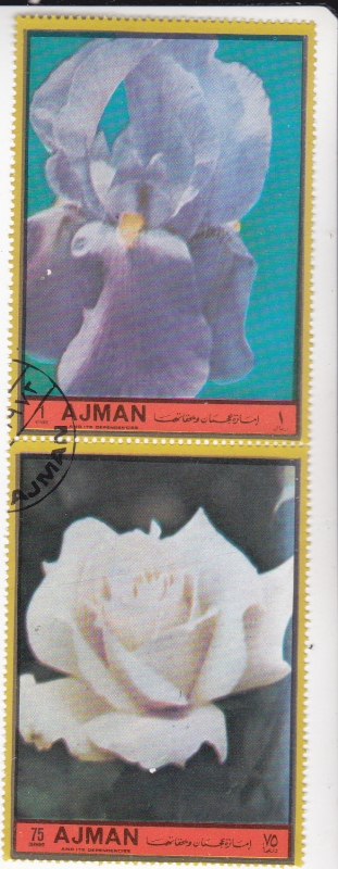 flores- AJMAN