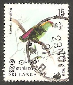 Ave de Sri Lanka