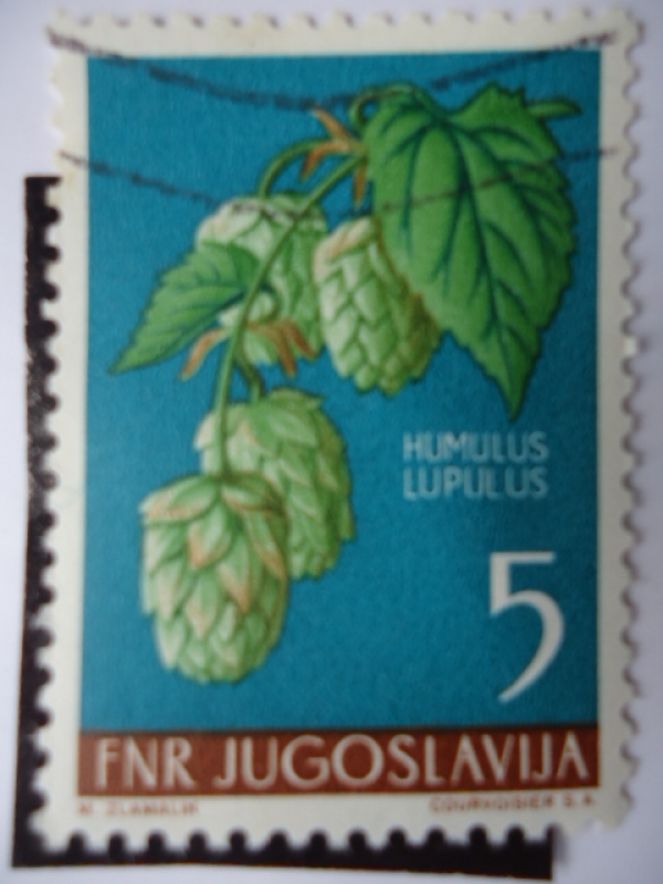 Humulus Lupulus