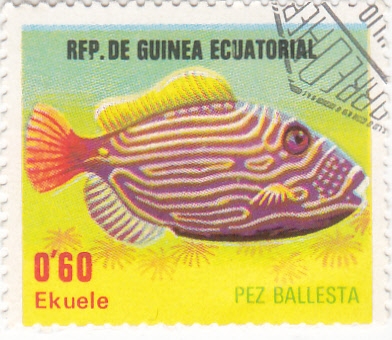 pez ballesta