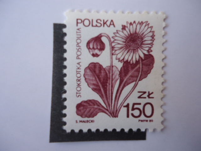 Daisy (Bellis perennis) Stokrotka Pospolita - Polska