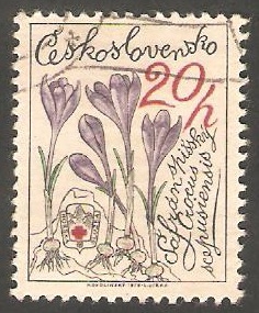 2329 - Flor crocus