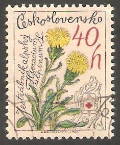 2331 - Flor hieracium alpinum