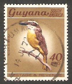 291 - Ave kiskadee