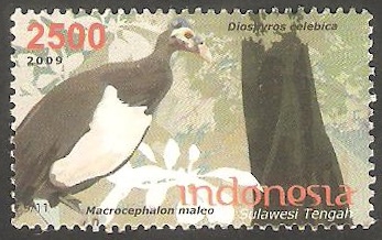 2449 - Ave macrocephalon maleo