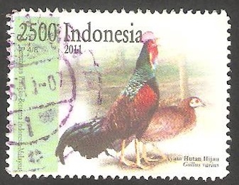 2552 - Gallo de Java