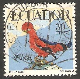 645 - Gallo de la Roca, ave tropical