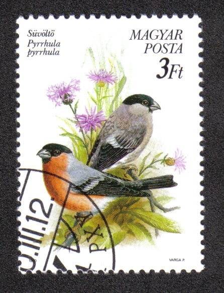 Pajaros