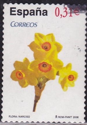 Flores