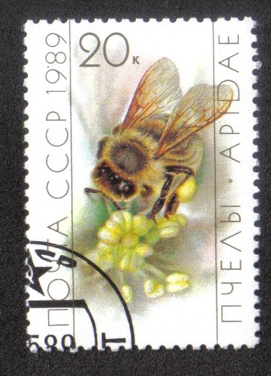 Abeja en la flor