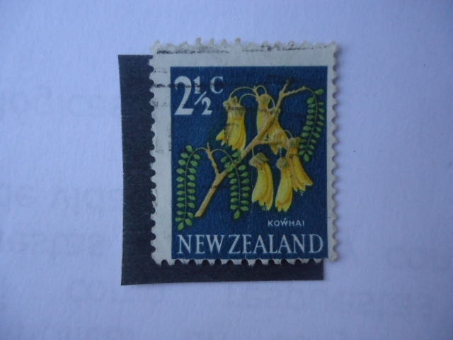 Kowhai. (S/337)