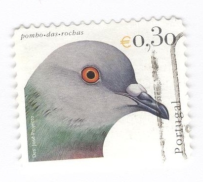 Pombo Das Rochas