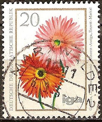 iga - la cría flor(Gerbera, Gerbera jamesonii)DDR.