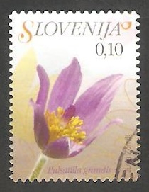 560 - Anémona, pulsatilla grandis