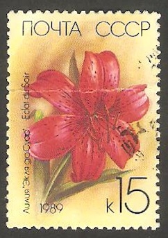 5612 - Flor eclat du soir