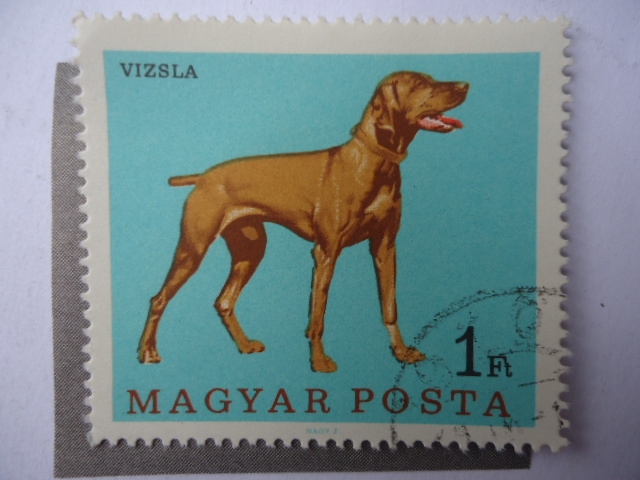 Vizsla - Magyar ^Posta.