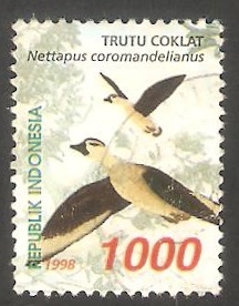 1655 - Pato nettapus coromandelianus