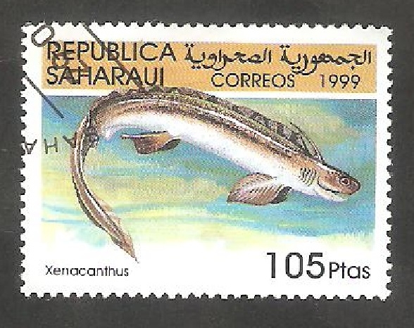 Fauna marina, xenacanthus