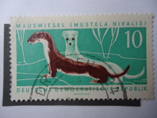 Mauswiesel (Mustela Nivalis)