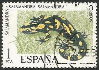 Salamandra (2170)