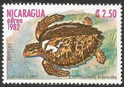 Tortuga de Carey (2404)