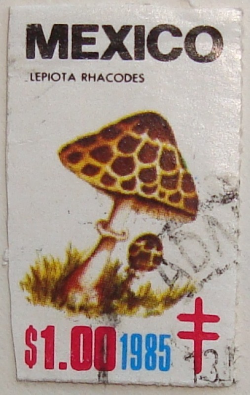 lepiota rhacodes