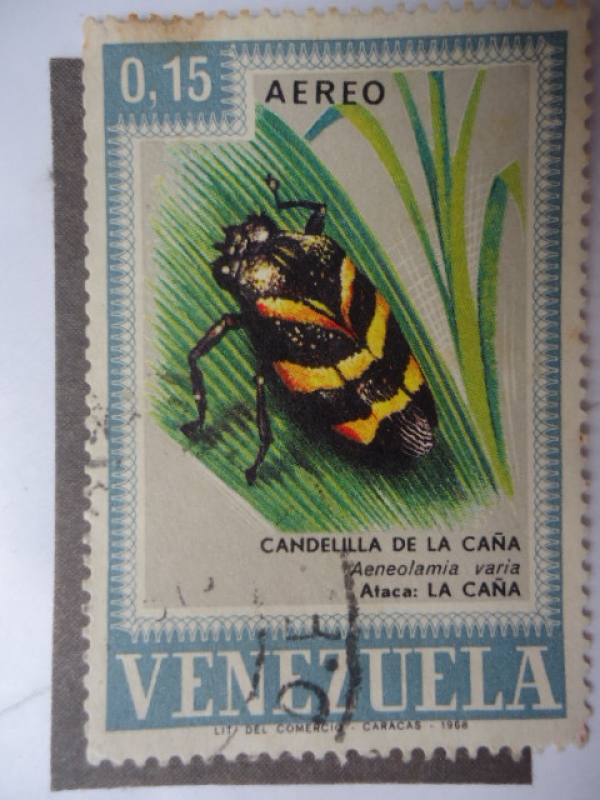 Fauna: Candelilla de la Caña (Aeneolamia Varia)