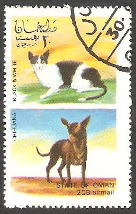 Gato y Perro