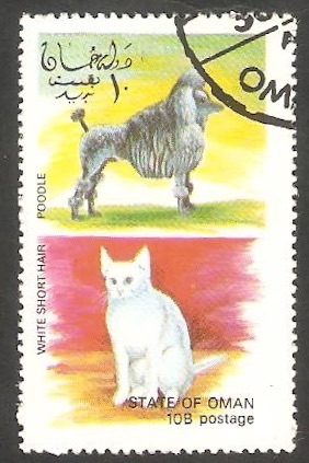 Perro y Gato