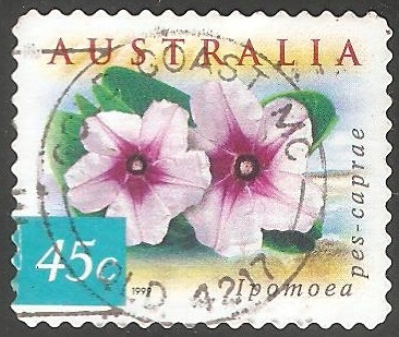 Ipomoea pes-caprae