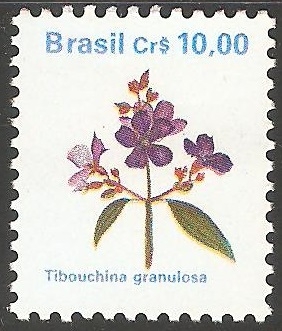  tibouchina granulosa