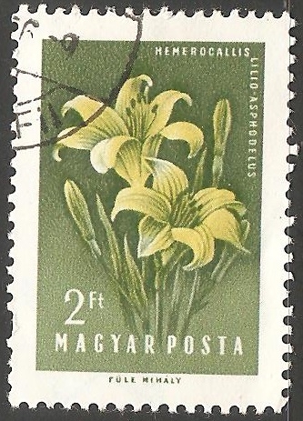  Hemerocallis lilioasphodelus