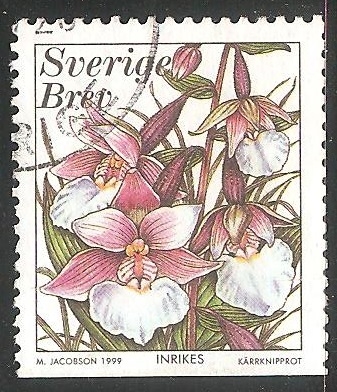 Orquidea