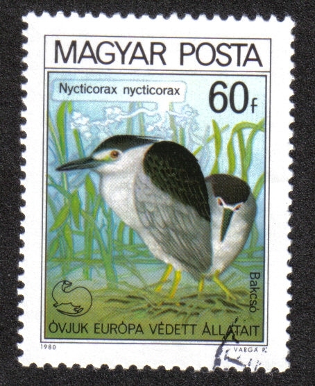 Pajaros 1980