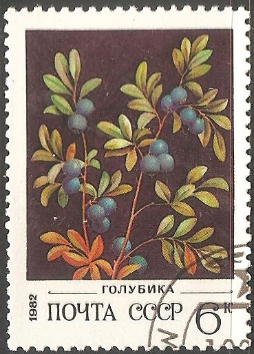 Northern Bilberry-arandano 