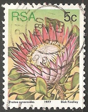 Protea cynaroides