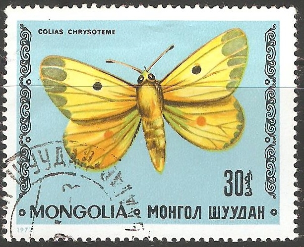 Colias chrysoteme