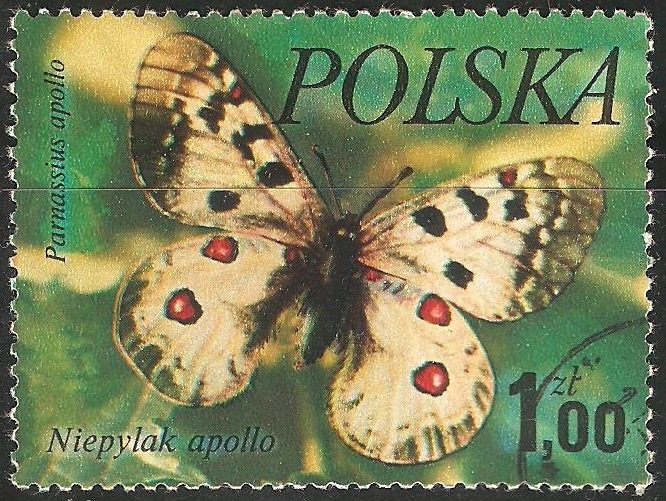 niepylak apollo