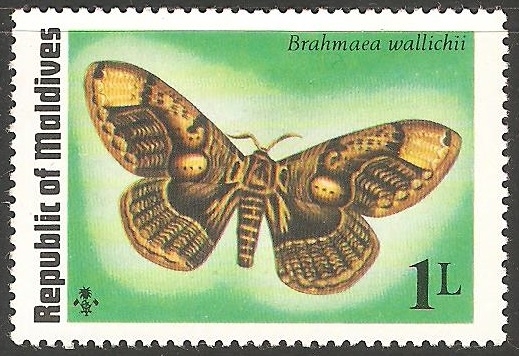 brahmaea wallichii