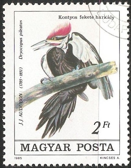 Dryocopus pileatus-picamaderos