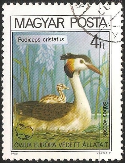 Podiceps cristatus