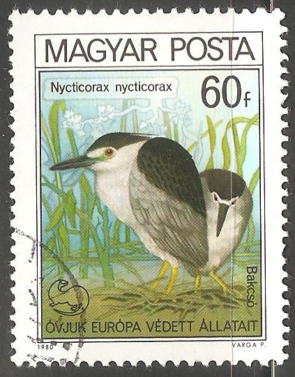 Nycticorax nycticorax