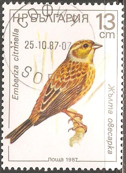 Emberiza citrinella-escribano cerillo