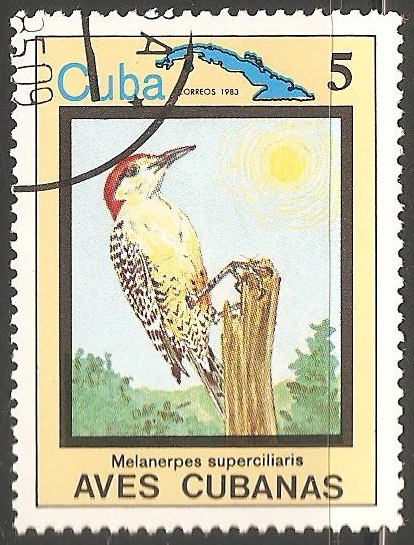 Aves cubanas-melanerpes superciliaris