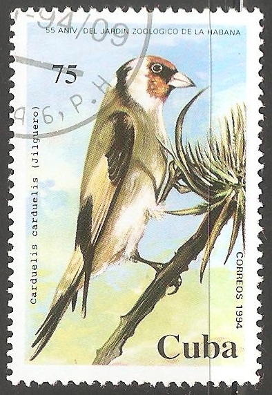 Carduelis carduelis-jilguero